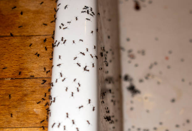 Best Pest Control Near Me  in Auburn, KS