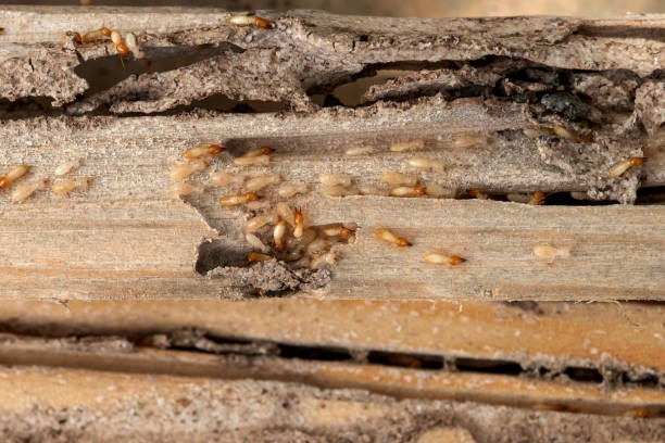Best Commercial Pest Control Services  in Auburn, KS